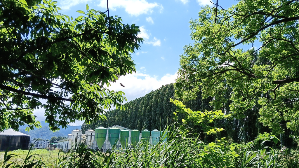 原生林を通り抜けてたどり着いた平成ポプラ並木