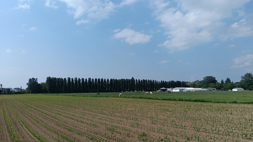 農場への入口付近から見える平成ポプラ並木
