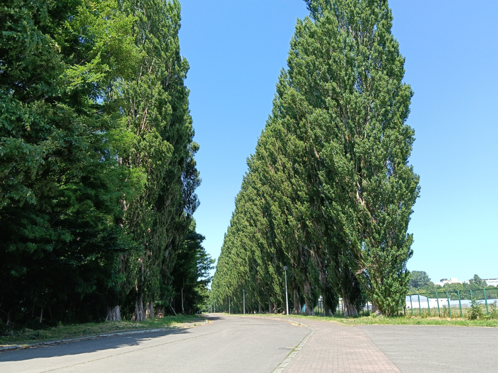 平成ポプラ並木の入口を入ってすぐの景色