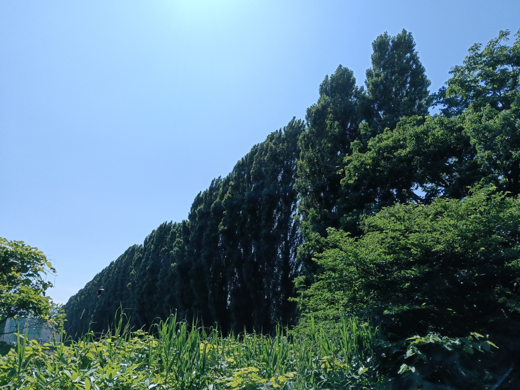 外側から見た平成ポプラ並木