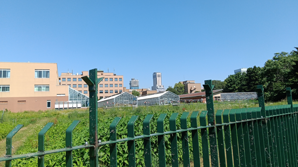 北大の西端から見えるJRタワー