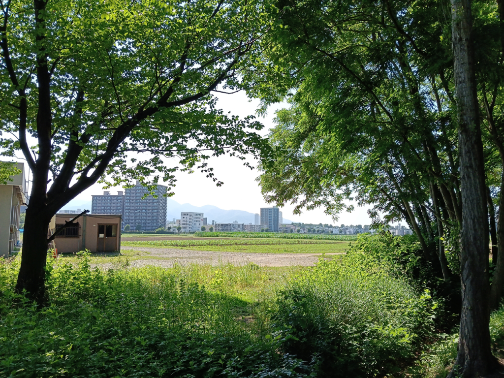 ポプラ並木から見える北大農場