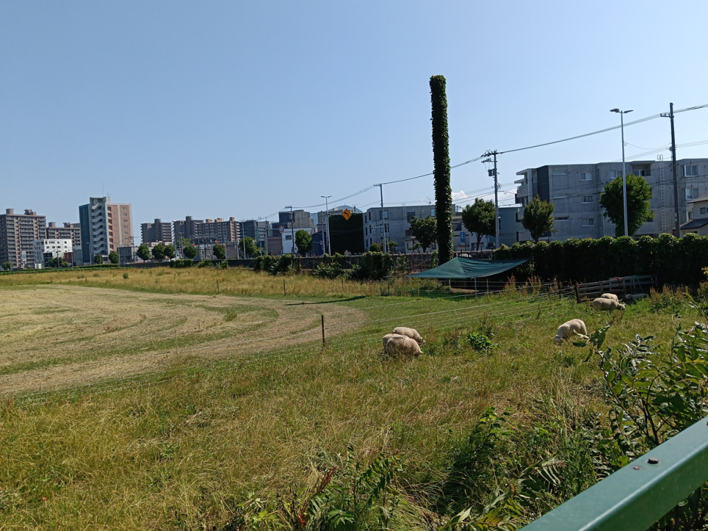 北大農場で放牧されている羊たち